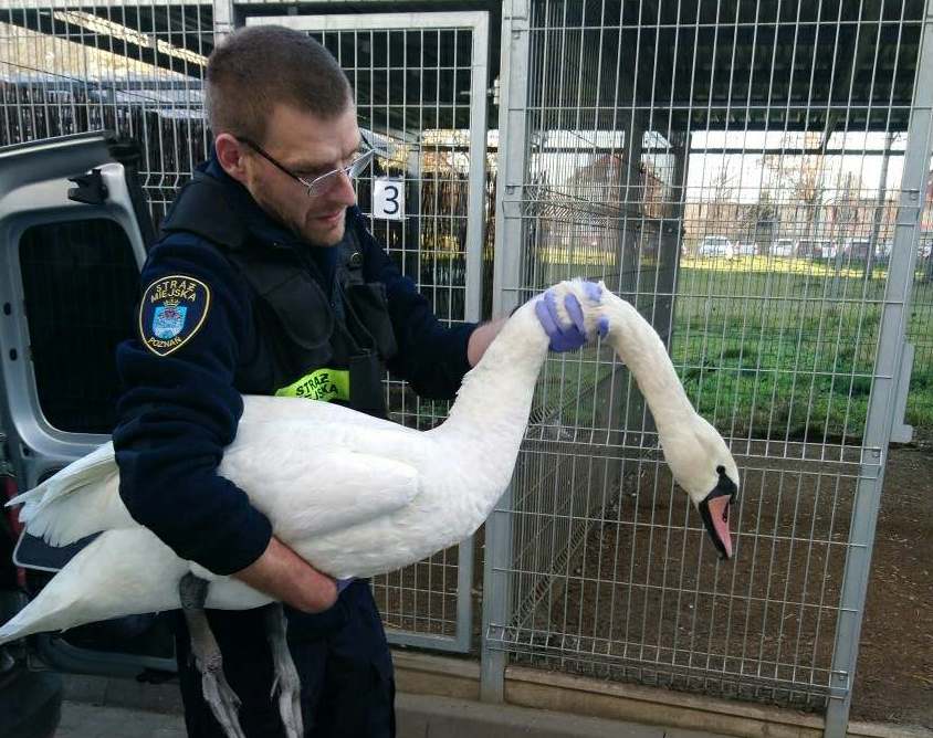 Straż Miejska pomaga zwierzętom w Poznaniu - grafika rozmowy