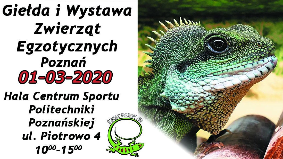 W Poznaniu będzie można zobaczyć wiele egzotycznych gatunków gadów, płazów, pajęczaków, owadów