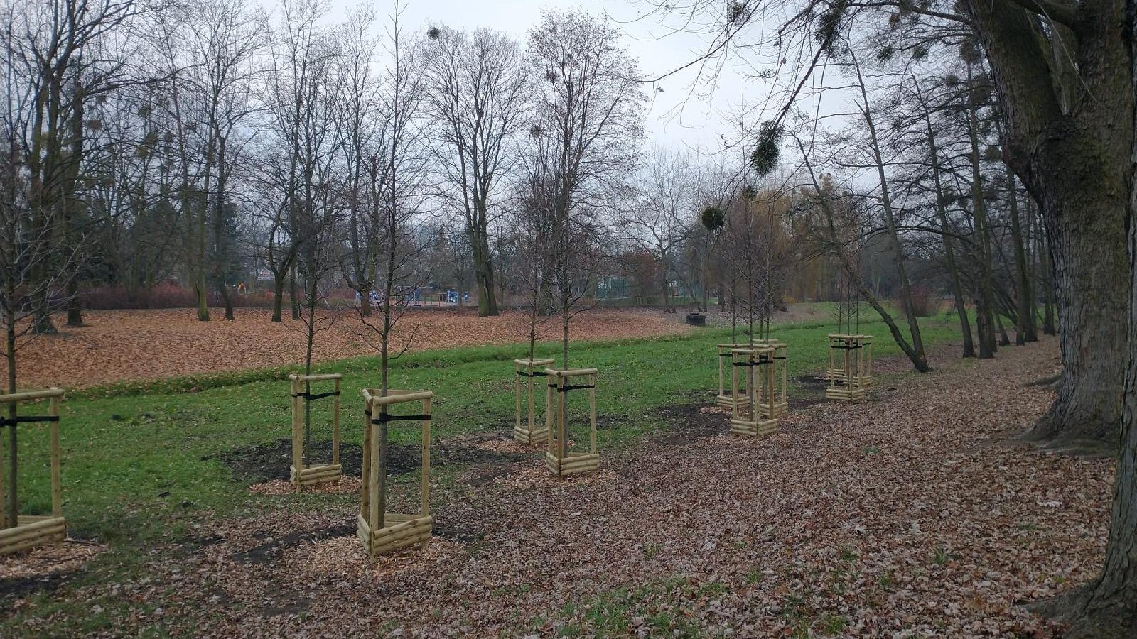 Park Wodziczki jesienną porą. Zdjęcie przedstawia teren zielony. Na pierwszym planie znajdują się świeżo posadzone drzewa.