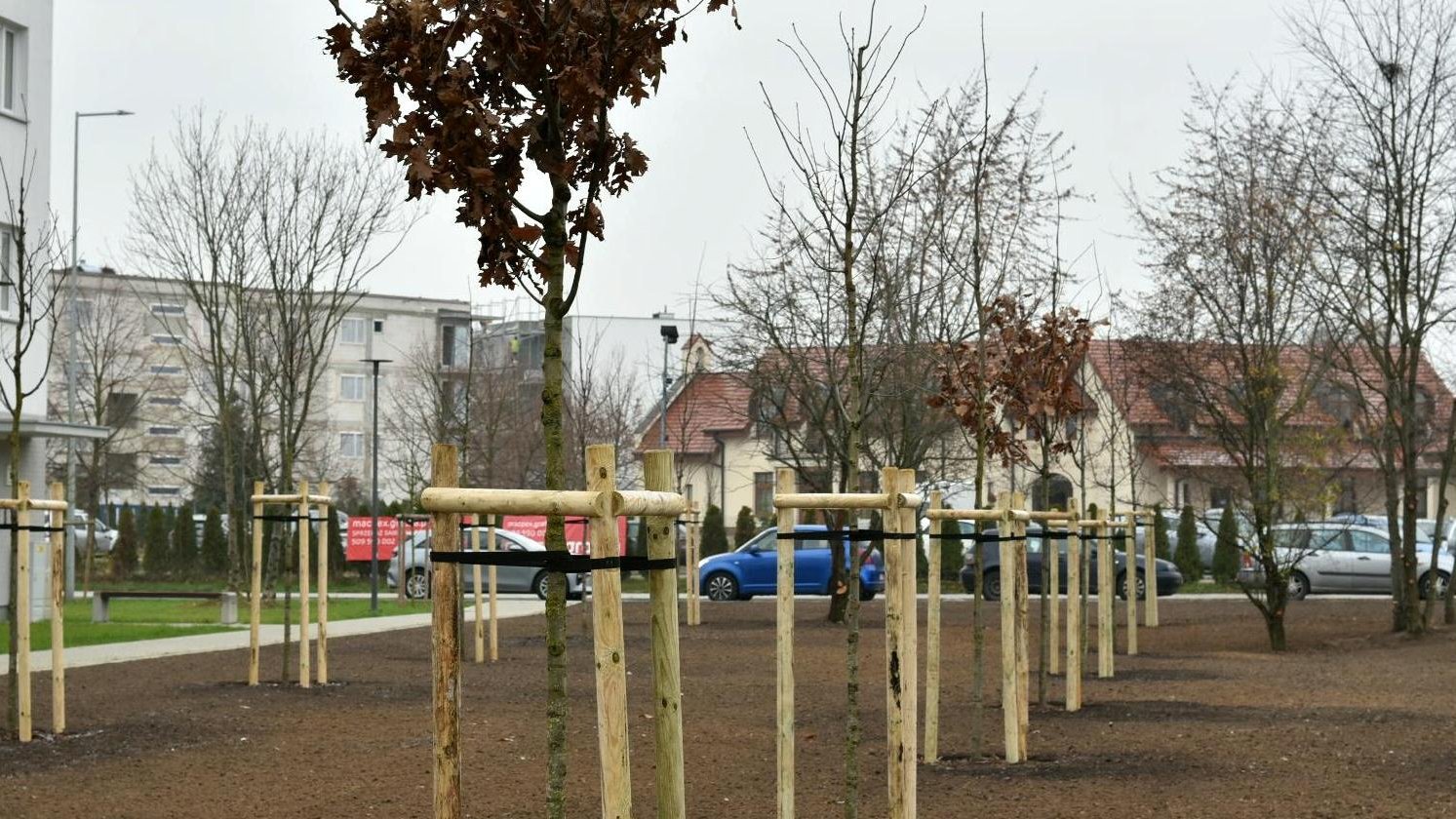 Zdjęcie przedstawia świeżo posadzone drzewa. W tle widać samochody i budynki mieszkalne.