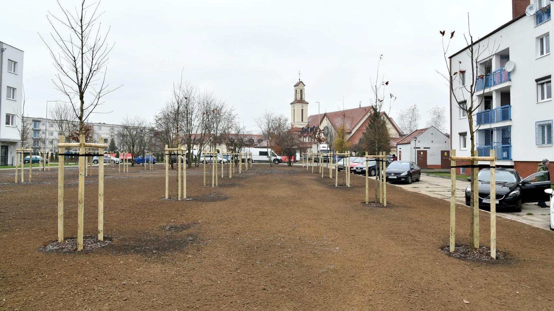 Zdjęcie przedstawia świeżo posadzone drzewa. Na drugim planie widać kościół, samochody i budynki mieszkalne.