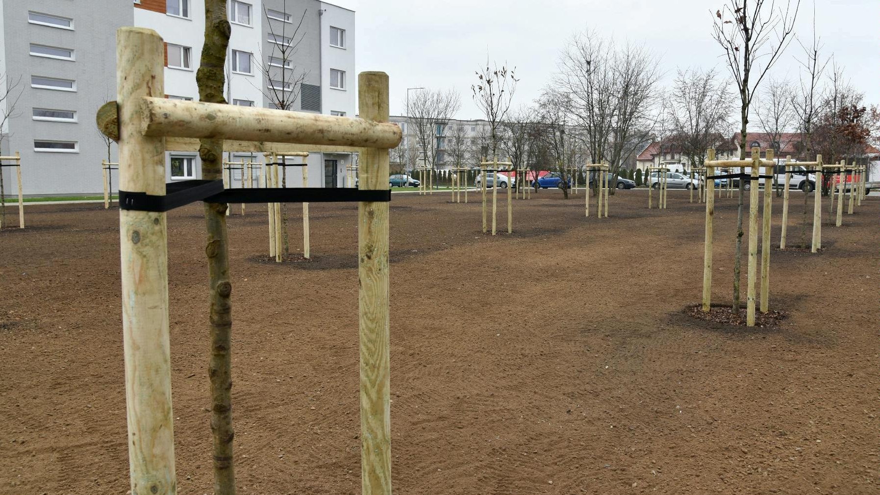 Zdjęcie przedstawia świeżo posadzone drzewa. W tle widać zaparkowane samochody i budynki mieszkalne.