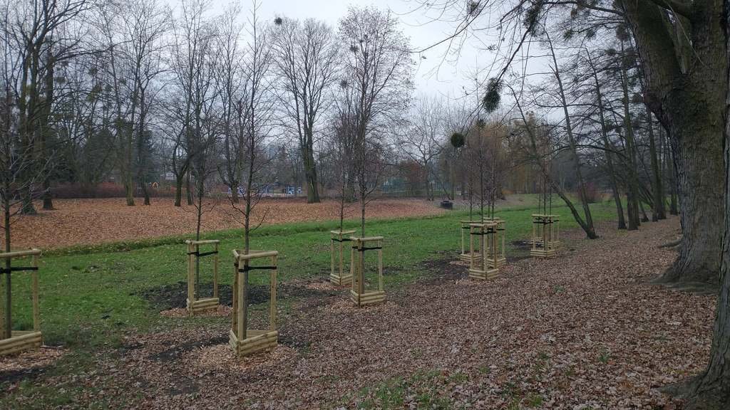 Zdjęcie przedstawia świeżo posadzone drzewa, znajdujące się w parku, otoczonym przez roślinność w jesiennych barwach.