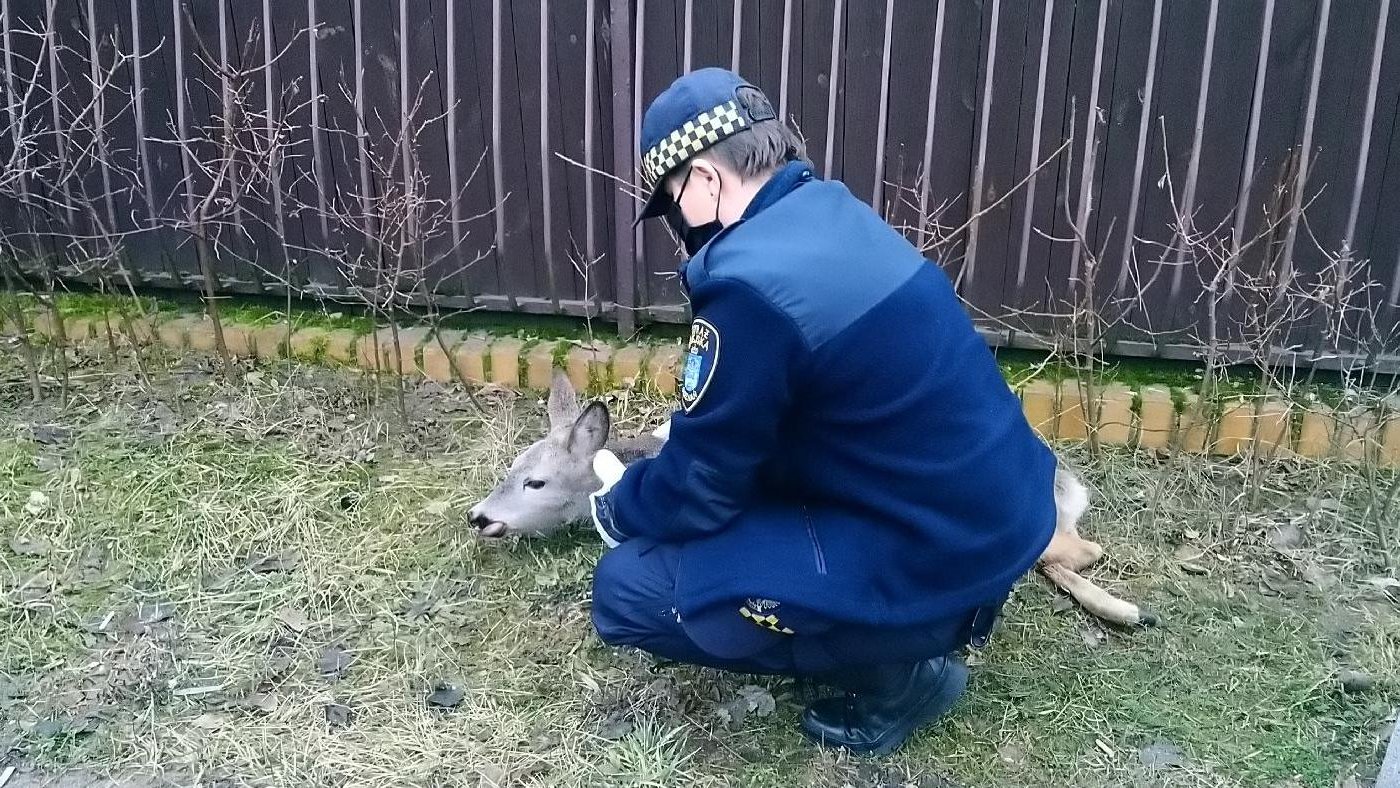 Zdjęcie przedstawia strażnika miejskiego z sarną.