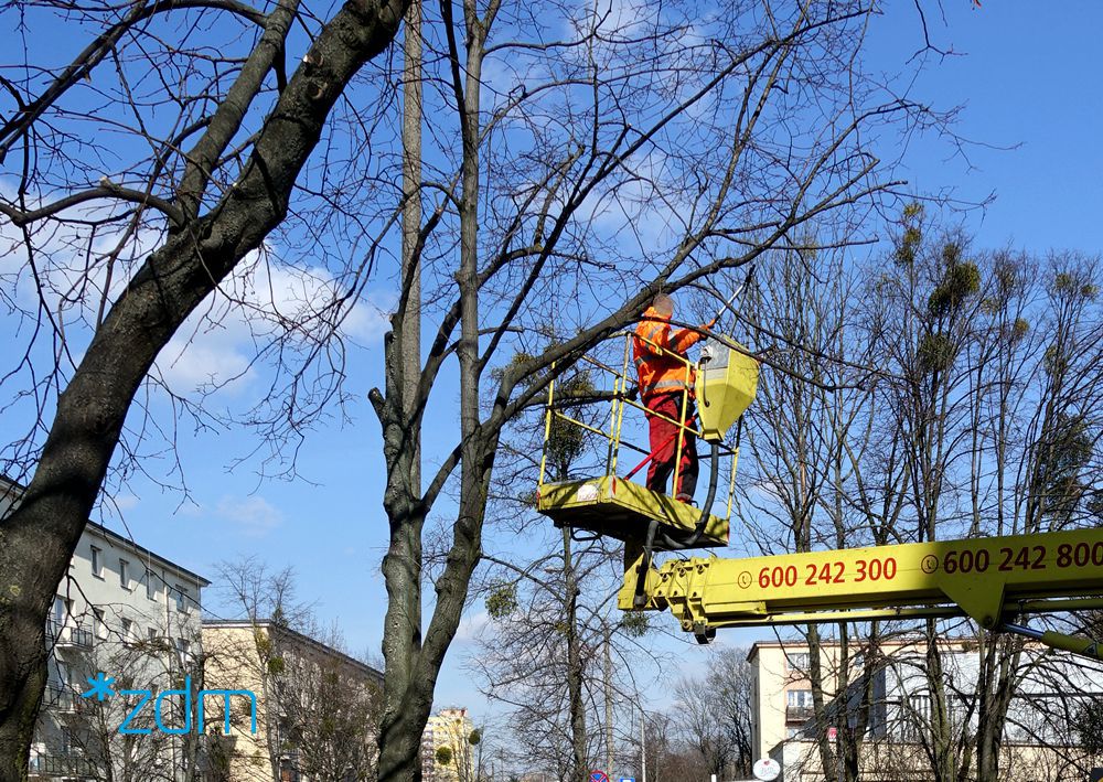 Galeria zdjęć pokazująca przycinanie drzew - grafika rozmowy