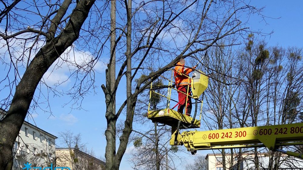 Galeria zdjęć pokazująca przycinanie drzew