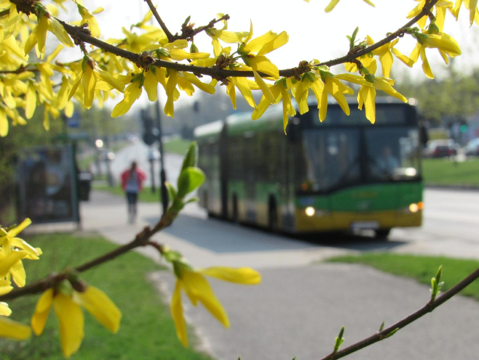 Zdjęcie pokazuje autobus zza żółtego, wiosennego drzewa - grafika rozmowy