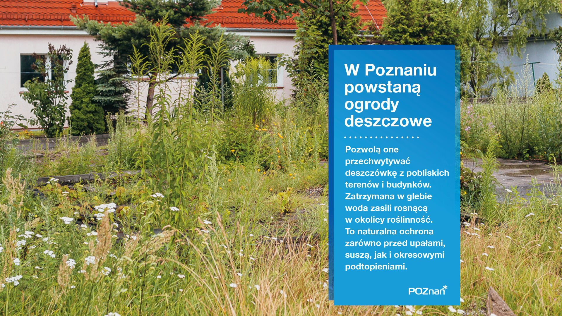 Grafika przedstawia ogród deszczowy - woda znajduje się wśród zieleni, na drugim planie widać dom.