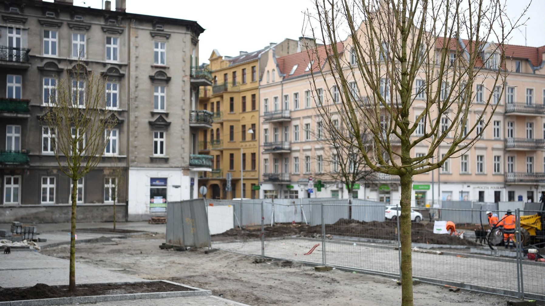 Rynek Łazarski, na pierwszym planie nowe drzewa, w tle kamienice