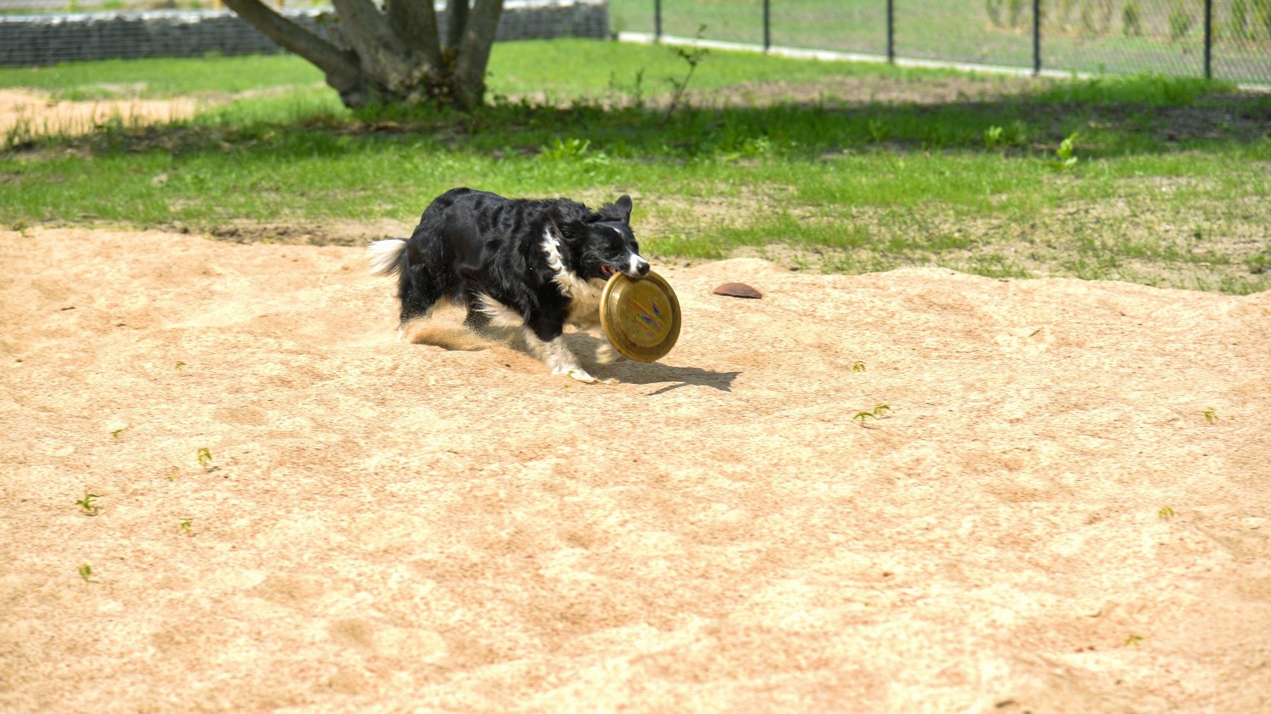 Zdjęcie przedstawia psa biegnącego z frisby.