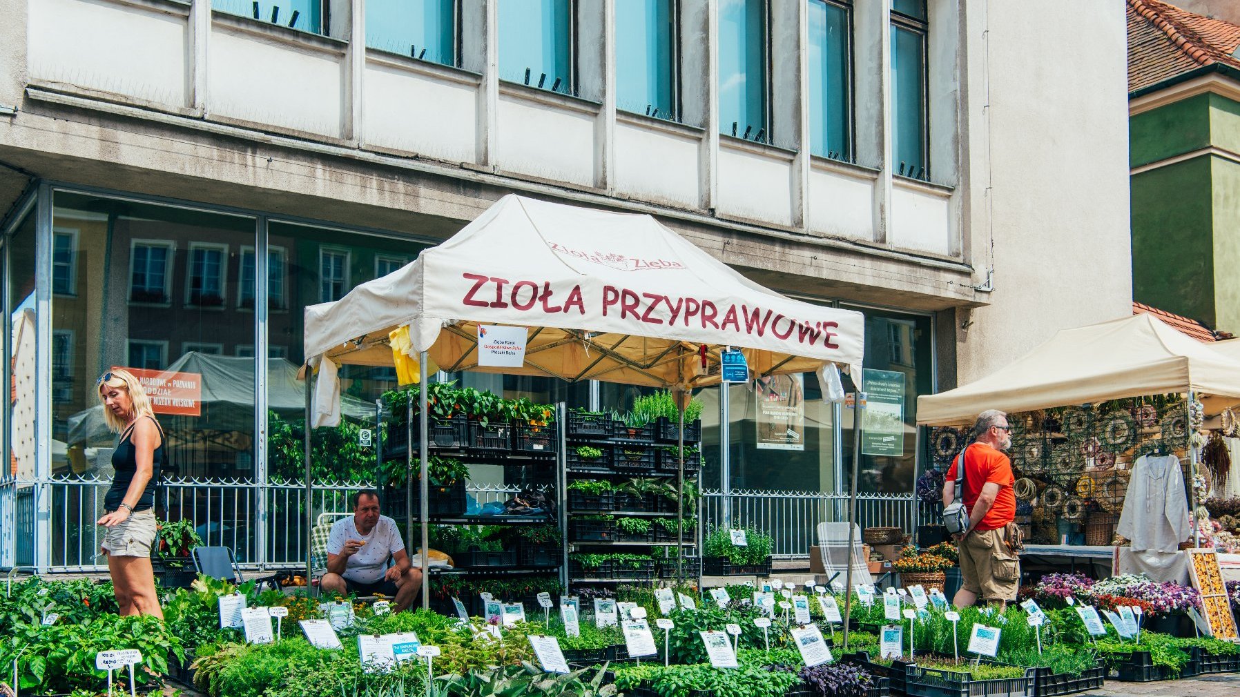 Zdjęcie przedstawia stoisko z roślinami. Stoją one na ziemi. Obok znajduje się biały namiot z napisem "zioła przyprawowe".