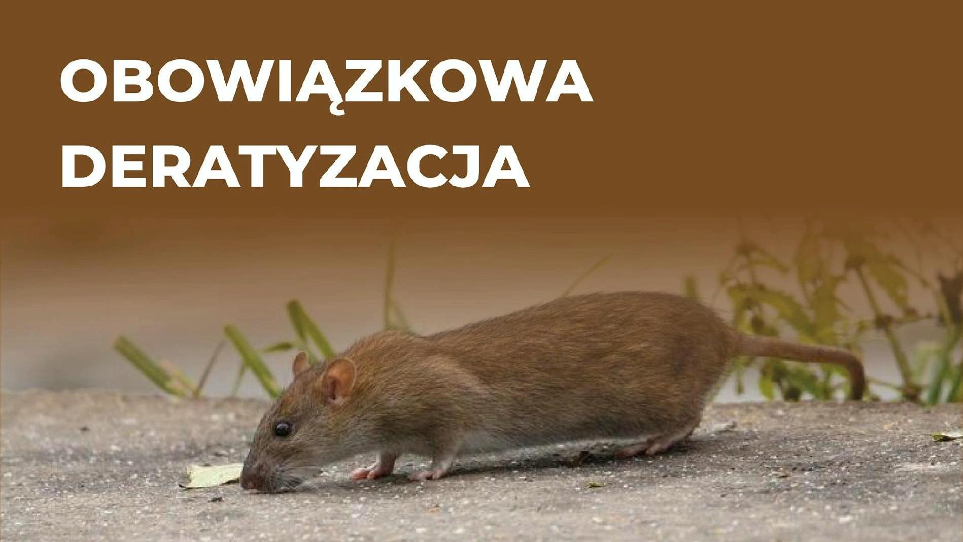 Grafika przedstawia zdjęcie szczura i napis "obowiązkowa deratyzacja". - grafika rozmowy