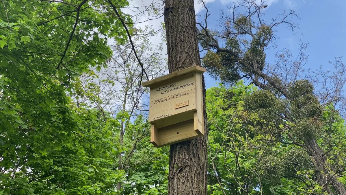 Na zdjęciu budka dla nietoperzy wisząca na pniu drzewa, w tle korony innych drzew