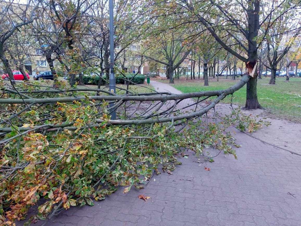 Na zdjęciu duży konar odłamany od drzewa, zagradzający całe przejście parkowej alejki - grafika rozmowy