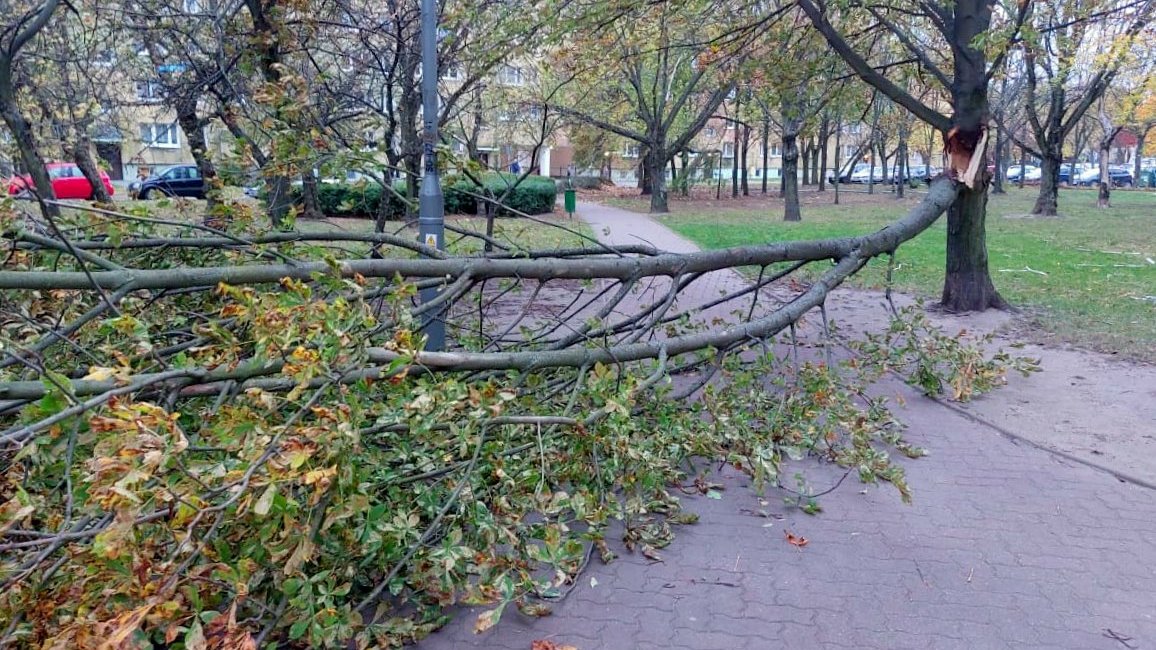 Na zdjęciu duży konar odłamany od drzewa, zagradzający całe przejście parkowej alejki