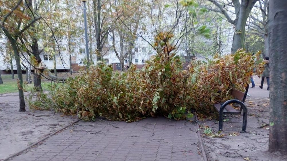 Na zdjęciu duży konar odłamany od drzewa, zagradzający całe przejście parkowej alejki