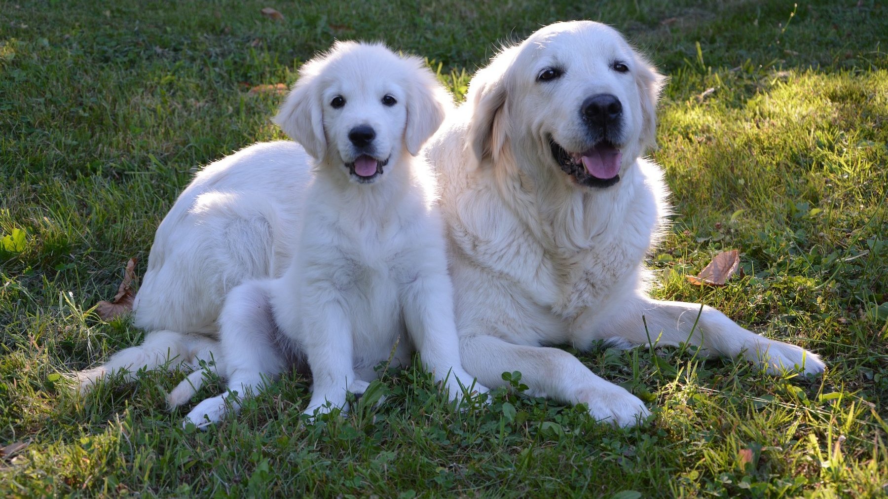 Zdjęcie przedstawia psa rasy golden retriever.