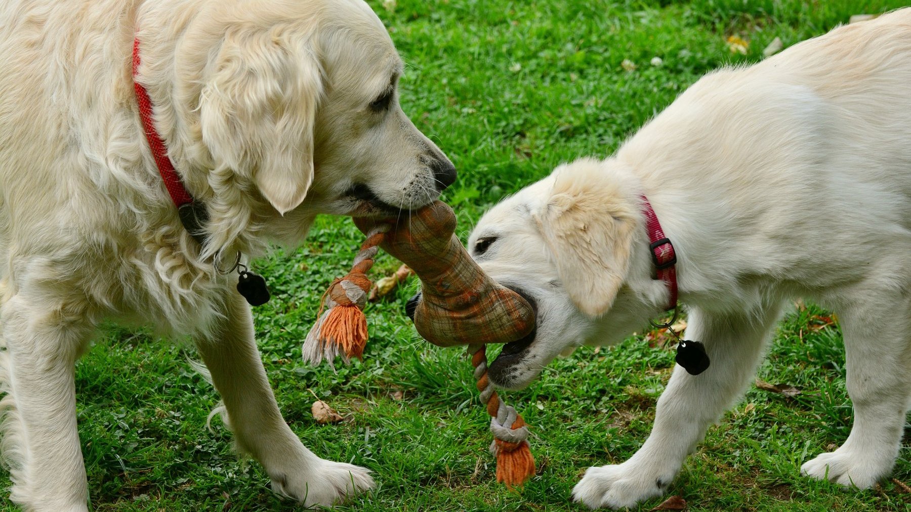 Zdjęcie przedstawia psa rasy golden retriever.