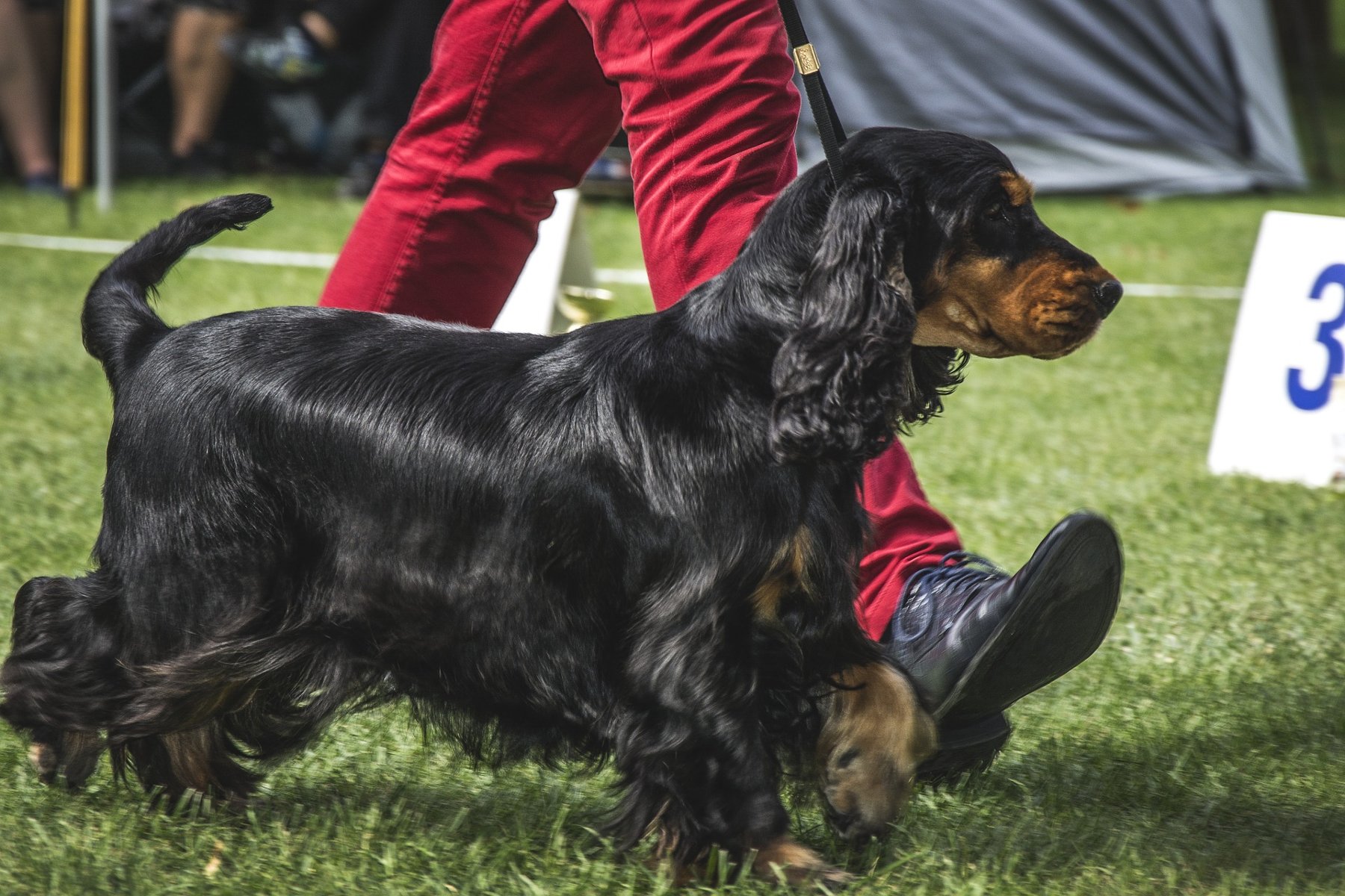 Zdjęcie przedstawia psa rasy cocker spaniel angielski. - grafika rozmowy