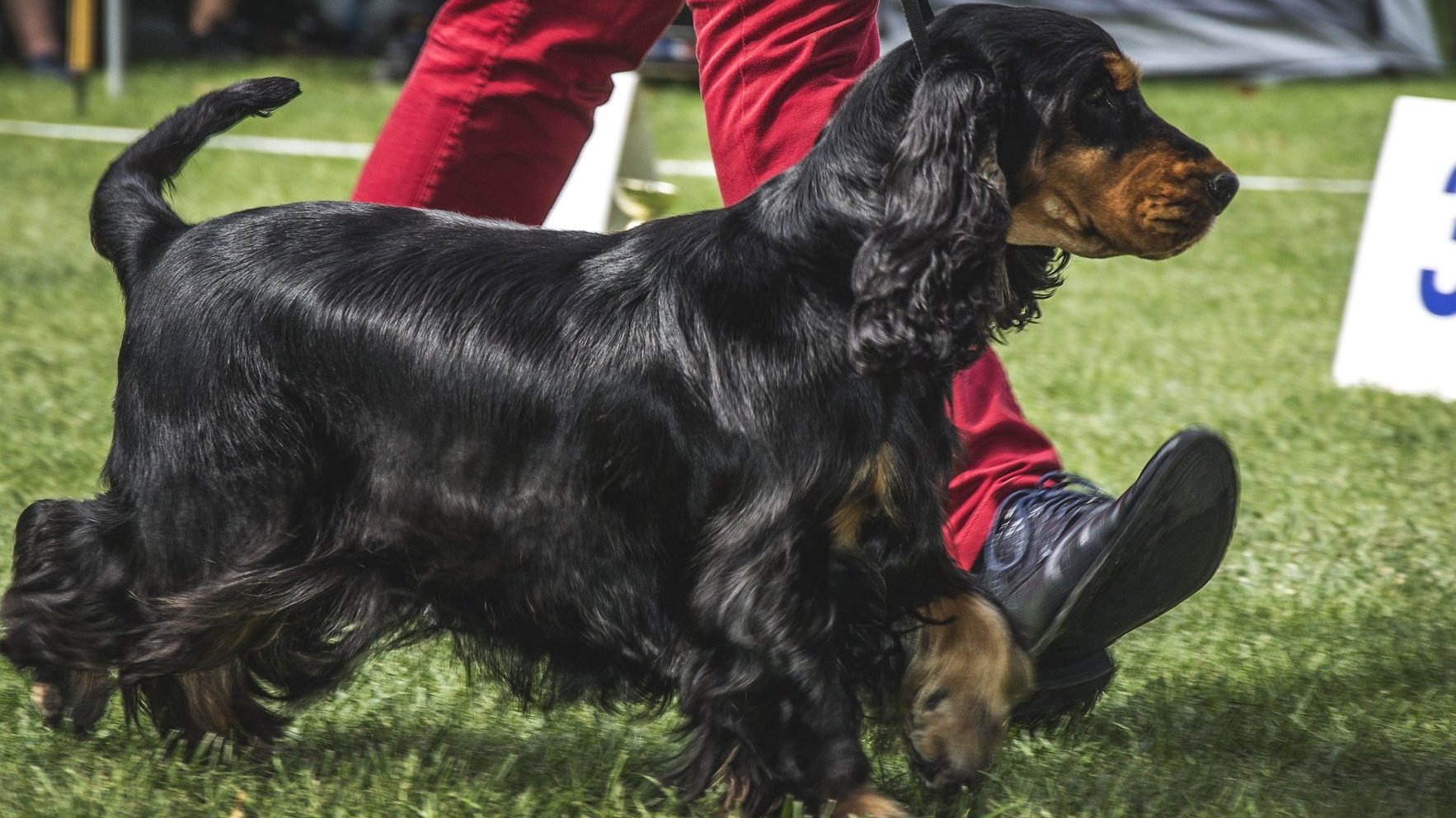 Zdjęcie przedstawia psa rasy cocker spaniel angielski.