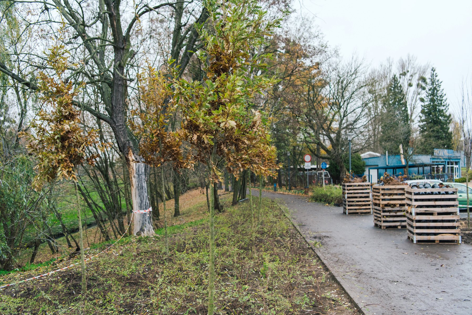 Galeria zdjęć przedstawia nasadzenia w parku Wodziczki. Widać na nich rośliny - drzewa i krzewy oraz pracujących przy nasadzeniach ludzi. - grafika rozmowy