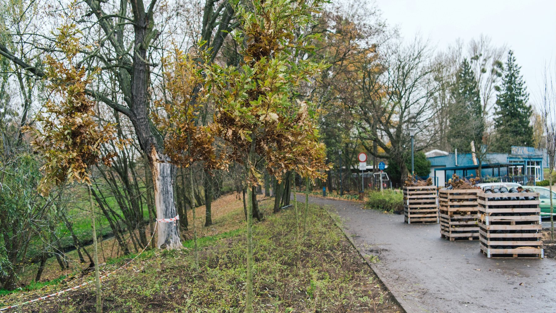 Galeria zdjęć przedstawia nasadzenia w parku Wodziczki. Widać na nich rośliny - drzewa i krzewy oraz pracujących przy nasadzeniach ludzi.