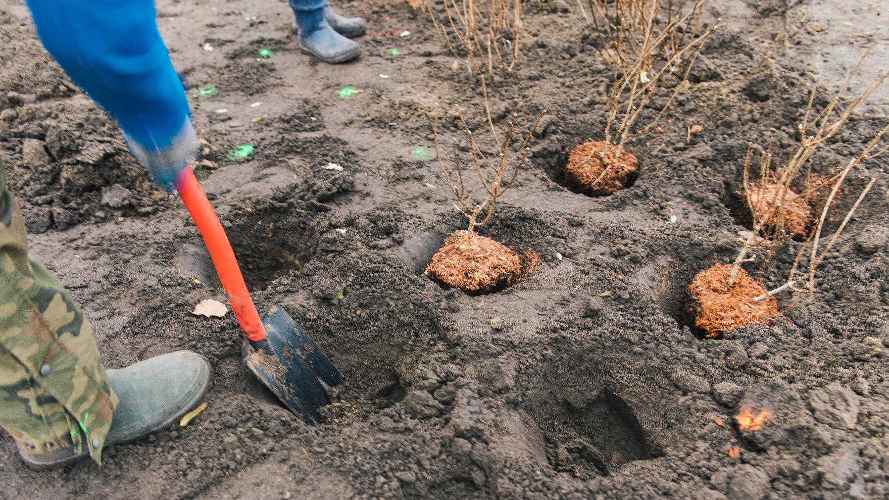 Galeria zdjęć przedstawia nasadzenia w parku Wodziczki. Widać na nich rośliny - drzewa i krzewy oraz pracujących przy nasadzeniach ludzi.