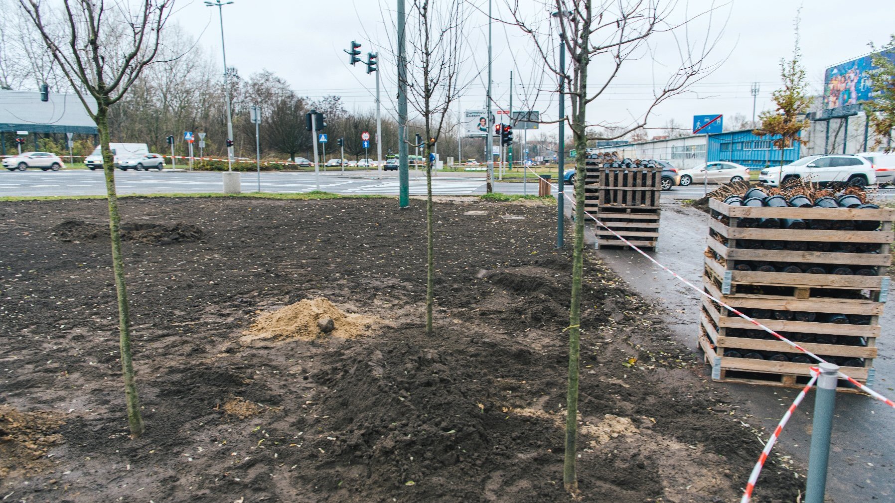 Galeria zdjęć przedstawia nasadzenia w parku Wodziczki. Widać na nich rośliny - drzewa i krzewy oraz pracujących przy nasadzeniach ludzi.