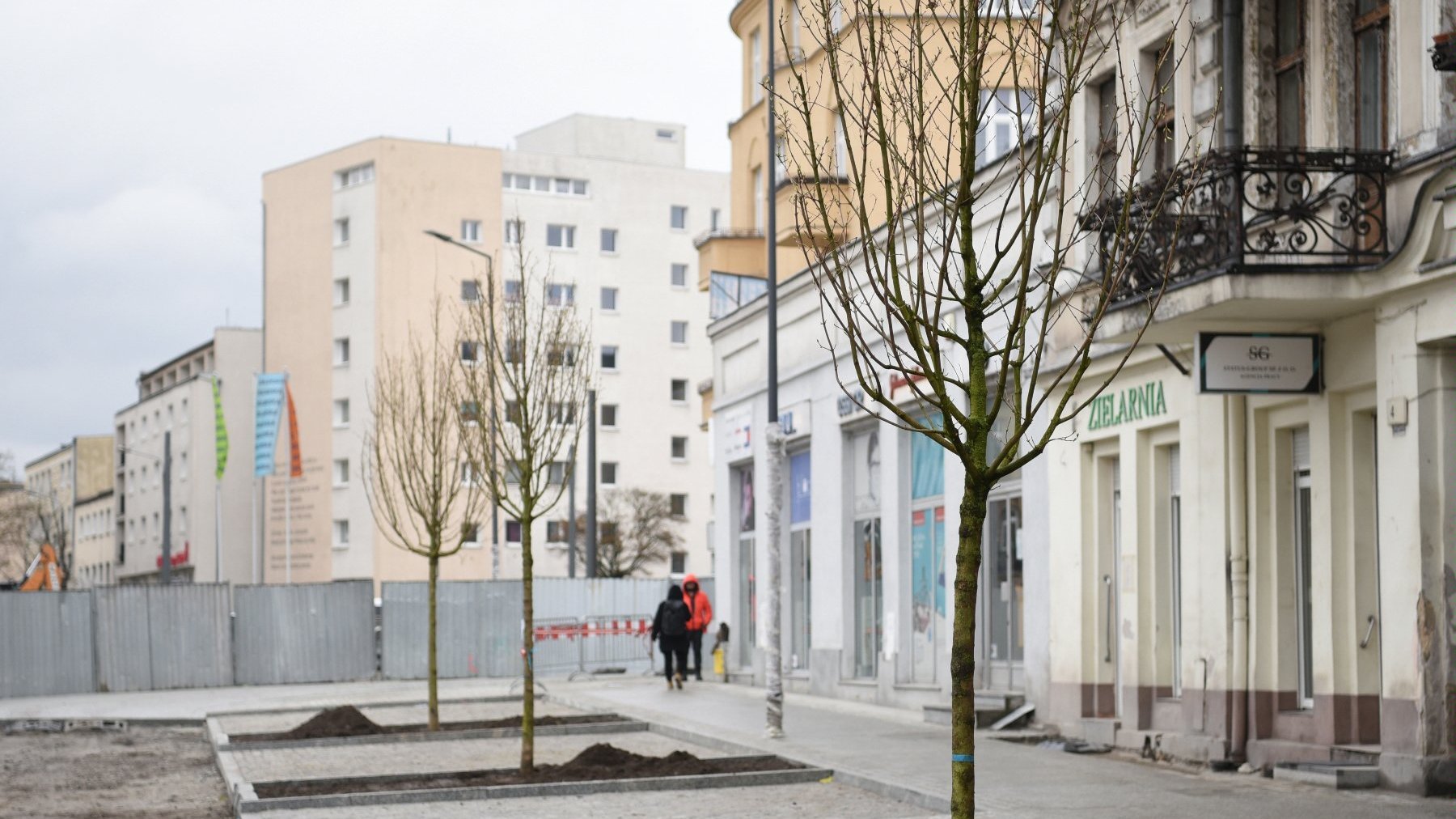 Galeria zdjęć przedstawia nowo nasadzone drzewa na rynku Łazarskim.