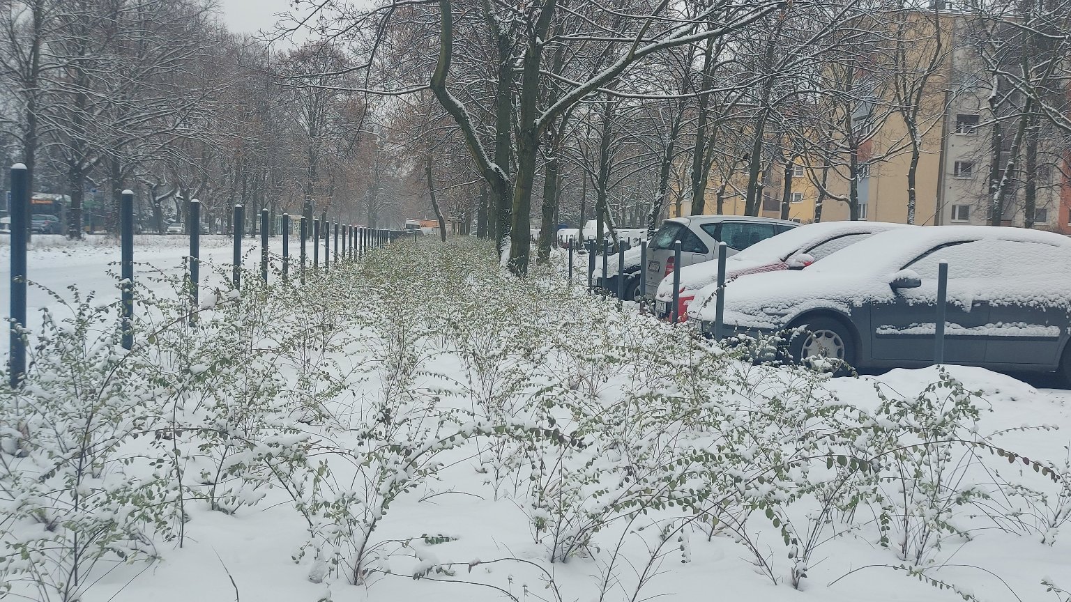 Galeria zdjęć przedstawia rośliny w zimowej aurze, pokryte śniegiem. W oddali widać zaparkowane samochody.