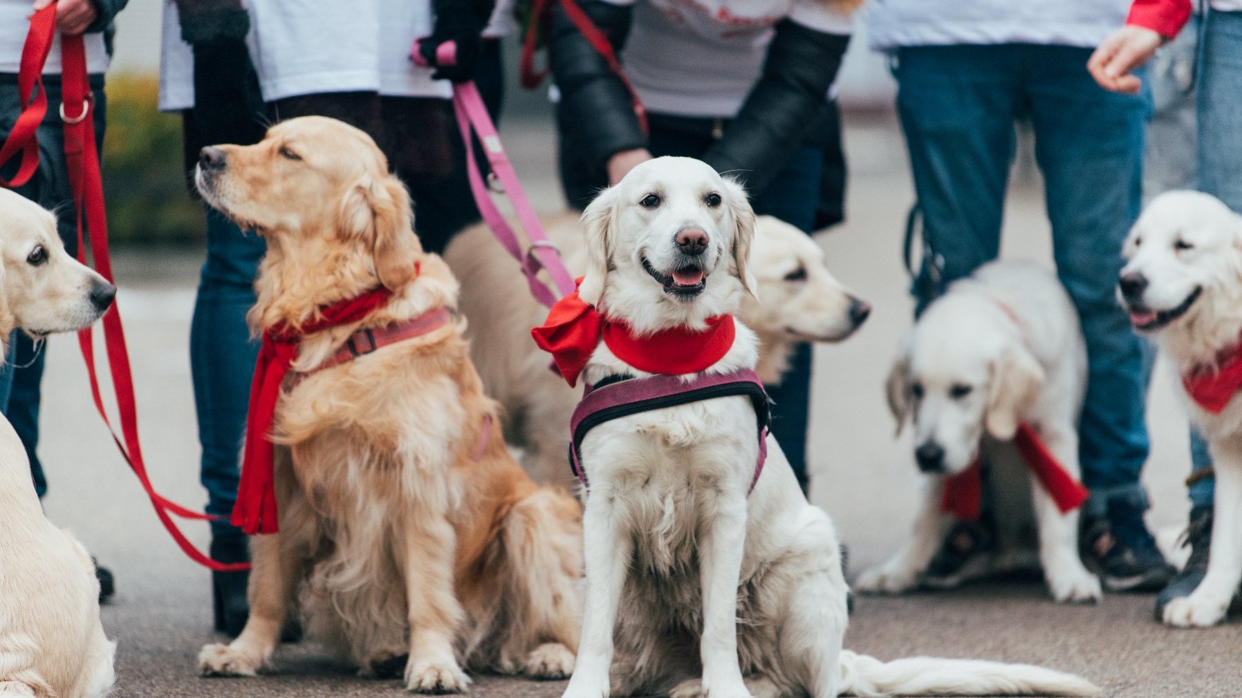 Galeria zdjęć przedstawia golden retrievery z właścicielami na pl. Wolności.