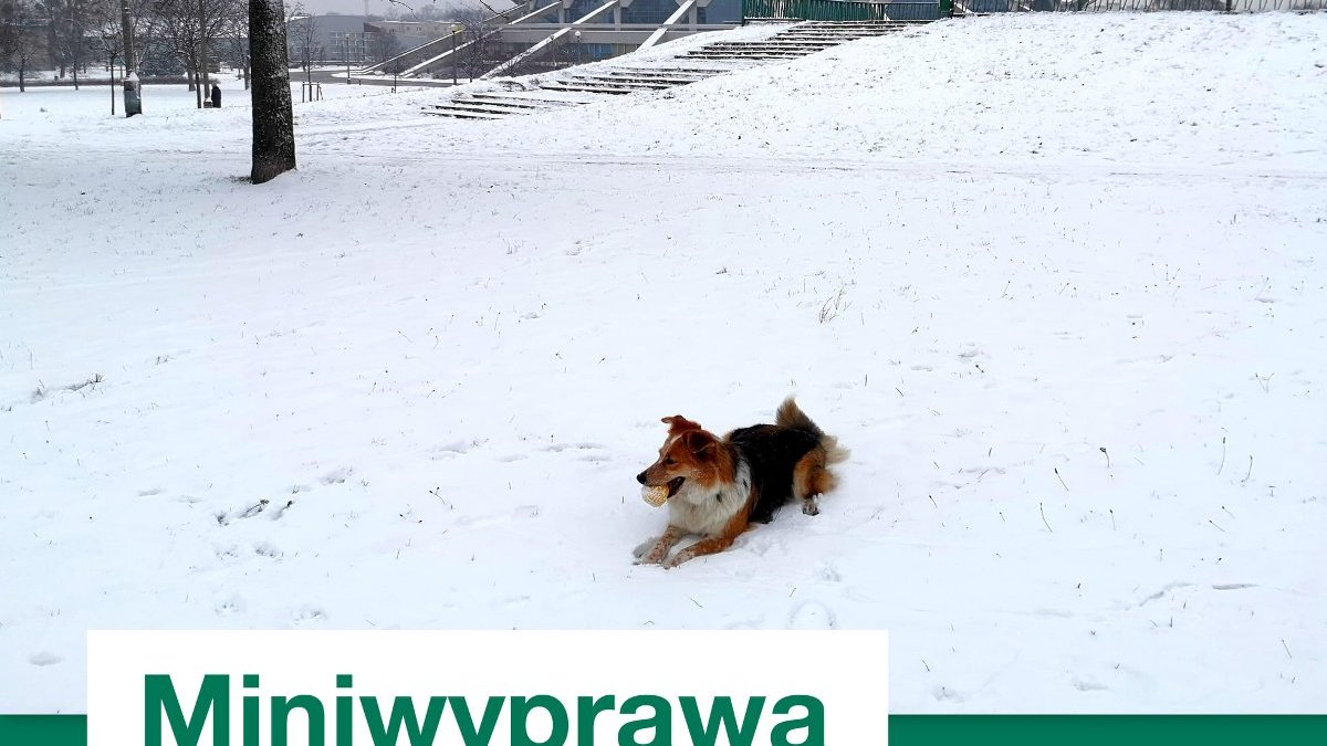 Grafika przedstawia park Kasprowicza pokryty śniegiem. W tle widać halę Arena, a na pierwszym planie leżącego psa. Na grafice znajdują się też informacje o planowanym spacerze.