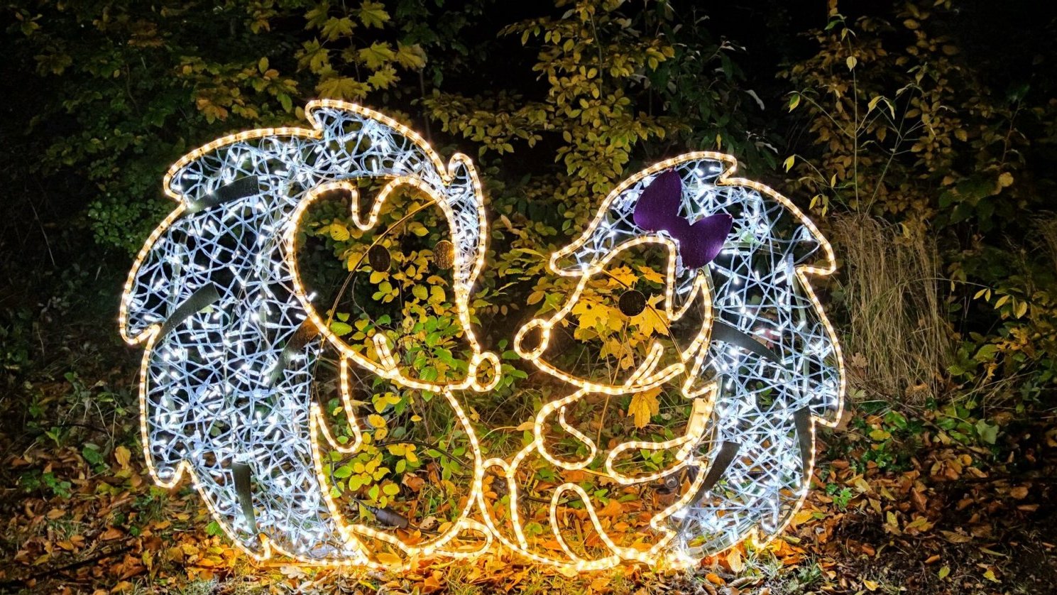 Zdjęcie przedstawia iluminacje w kształcie dwóch patrzących sobie w oczy jeży.