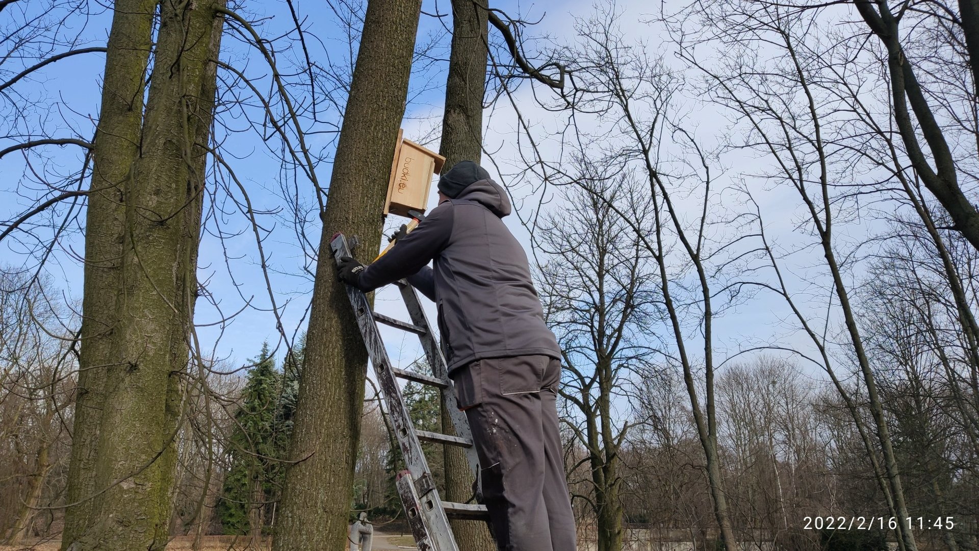 Galeria zdjęć przedstawia drewniane budki lęgowe dla ptaków na drzewach. Na tym zdjęciu dodatkowo widać mężczyznę na drabinie, który wiesza budkę. - grafika rozmowy