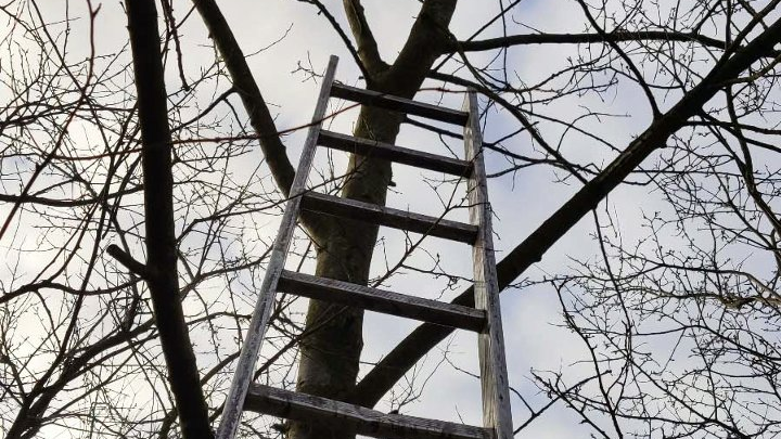 Galeria zdjęć przedstawia drewniane budki lęgowe dla ptaków na drzewach.