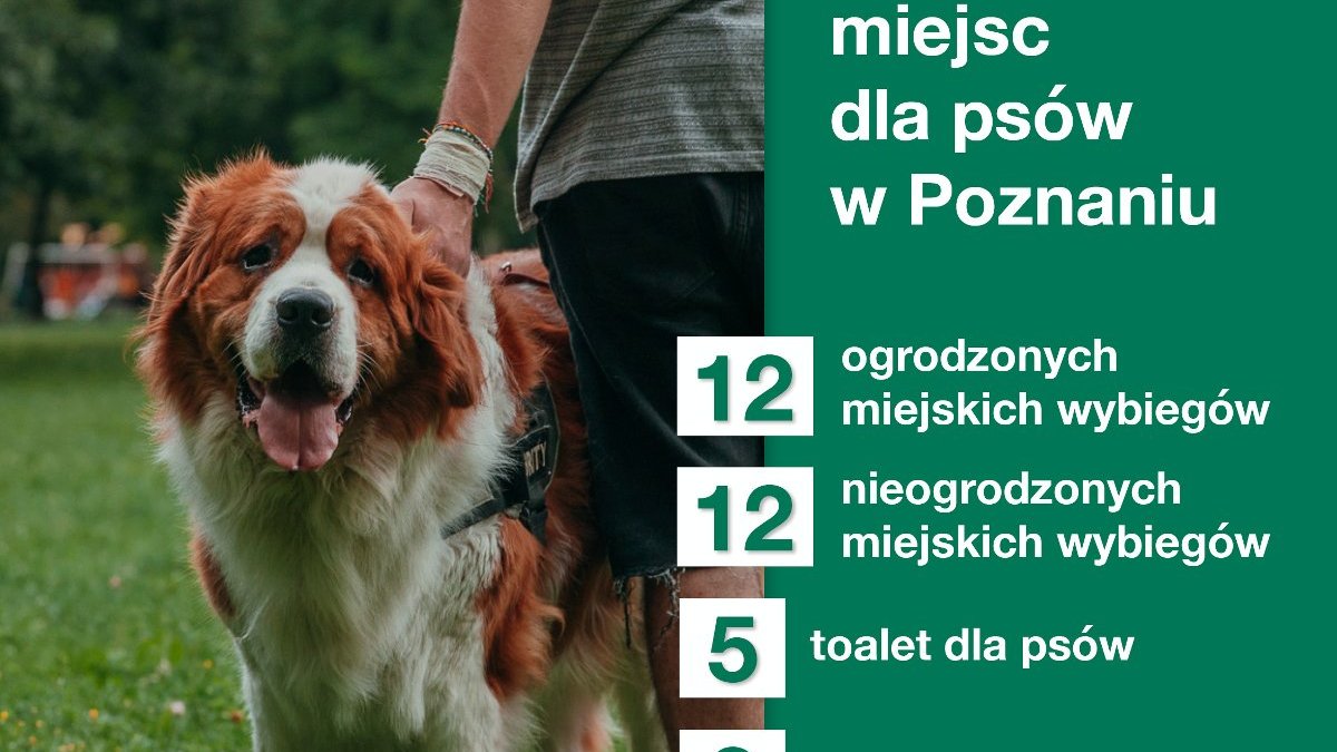 Grafika przedstawia psa oraz informacje, ile miejsc dla czworonogów znajduje się w Poznaniu.