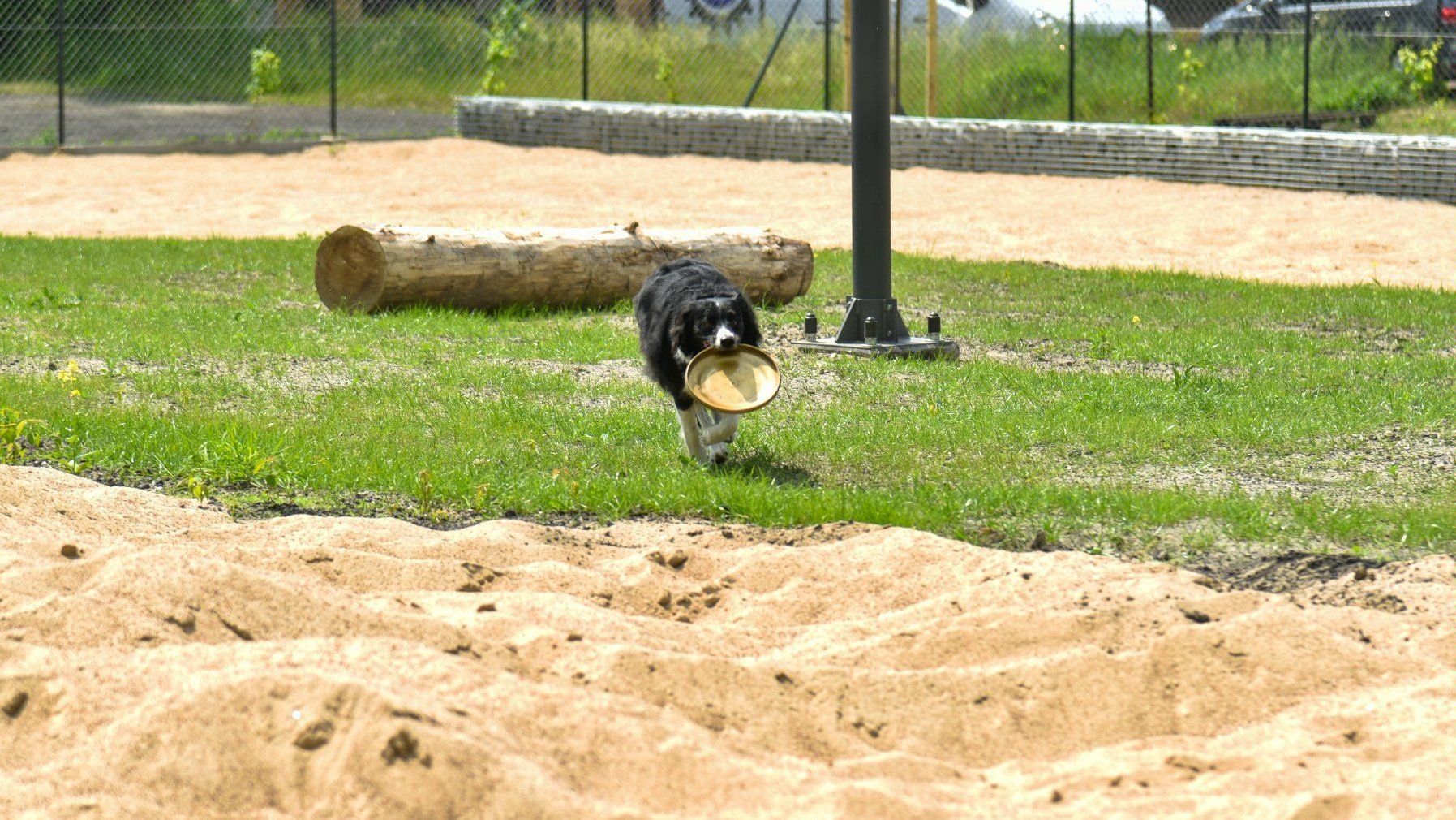 Zdjęcie przedstawia psa biegnącego psa z frisbee w pysku.