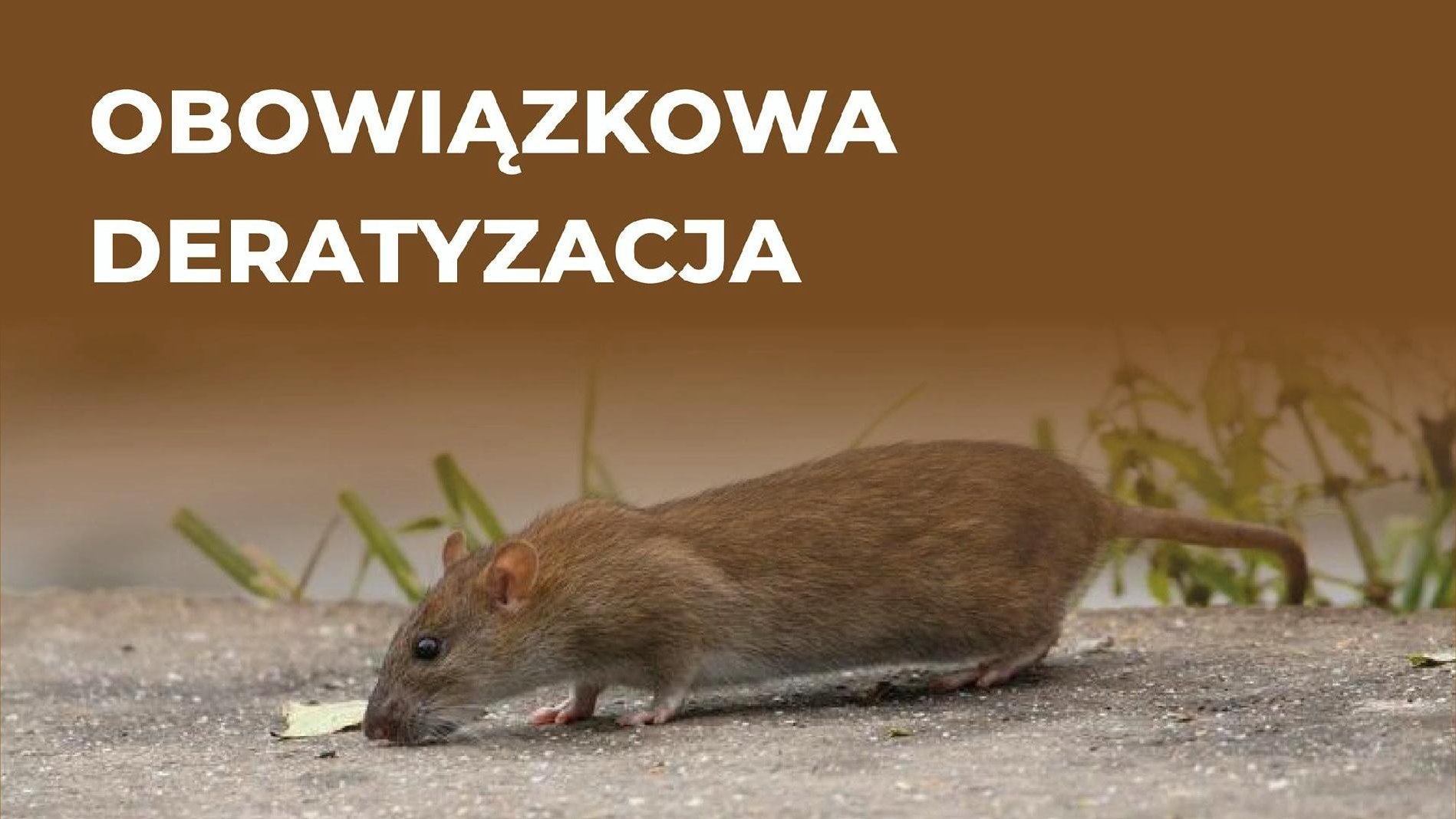 Zdjęcie przedstawia szczura oraz napis "obowiązkowa deratyzacja". - grafika rozmowy