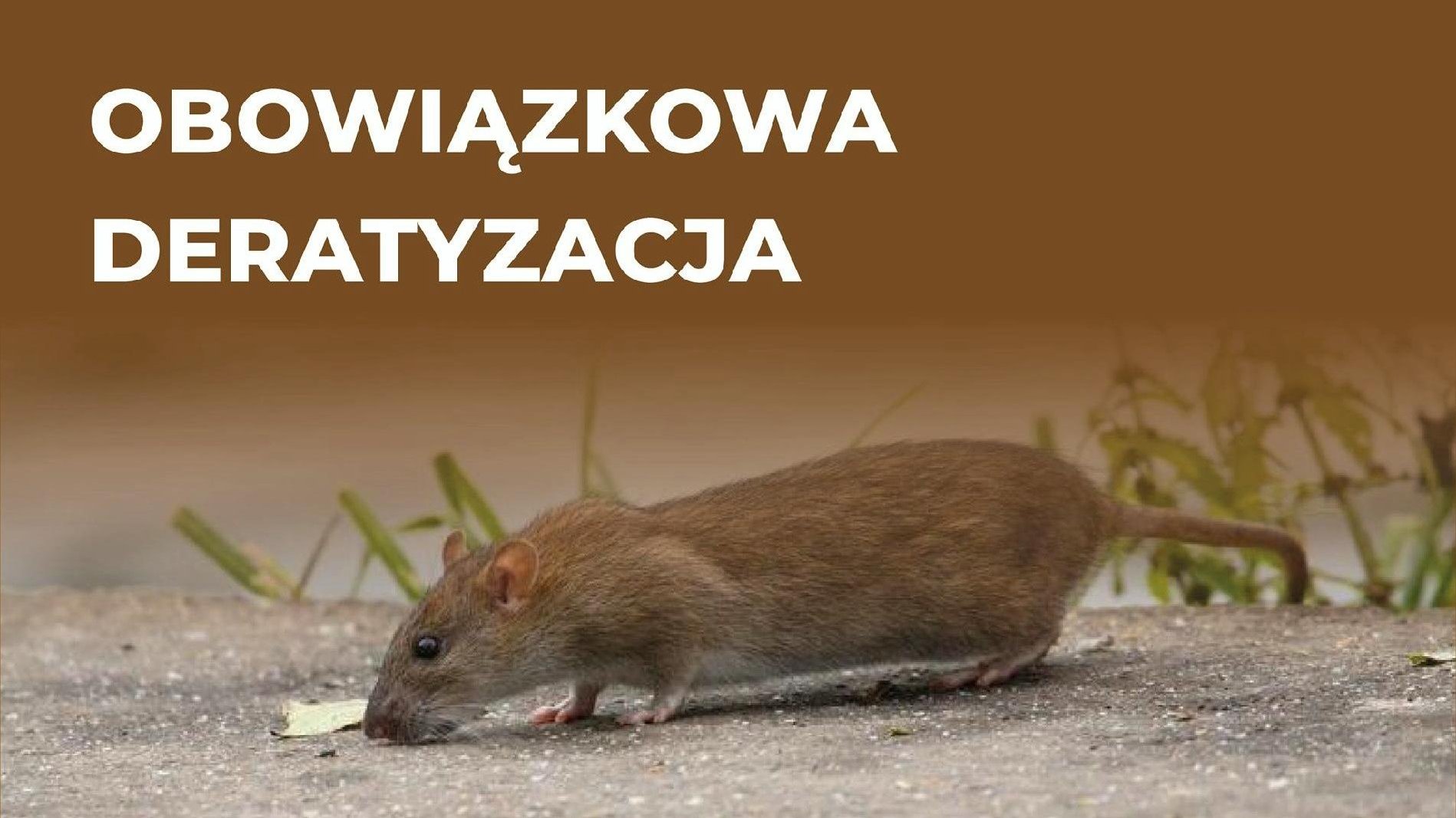 Zdjęcie przedstawia szczura oraz napis "obowiązkowa deratyzacja".