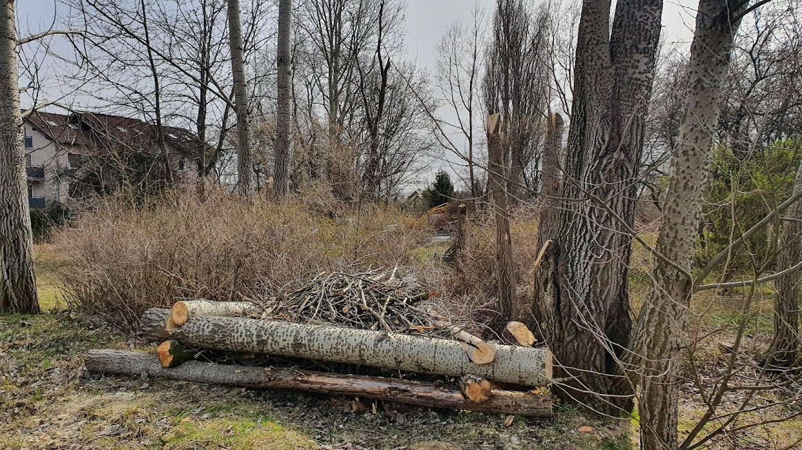 Galeria zdjęć przedstawia leżące na ziemi gałęzie i pnie drzew.