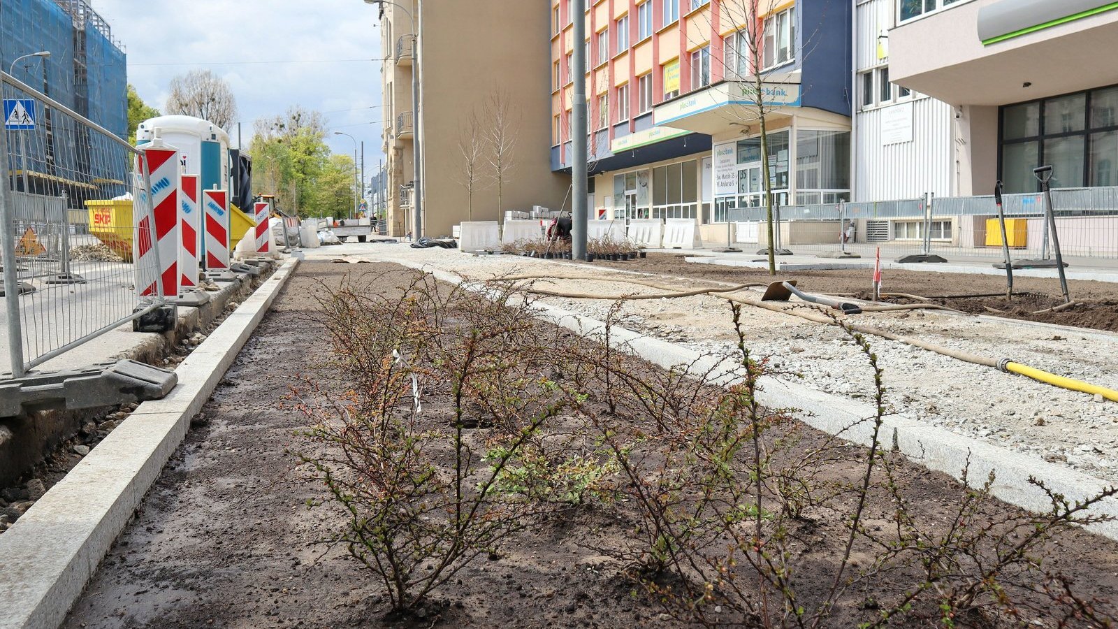 Galeria zdjęć z sadzenia drzew i zieleni przy ul. Zwierzynieckiej