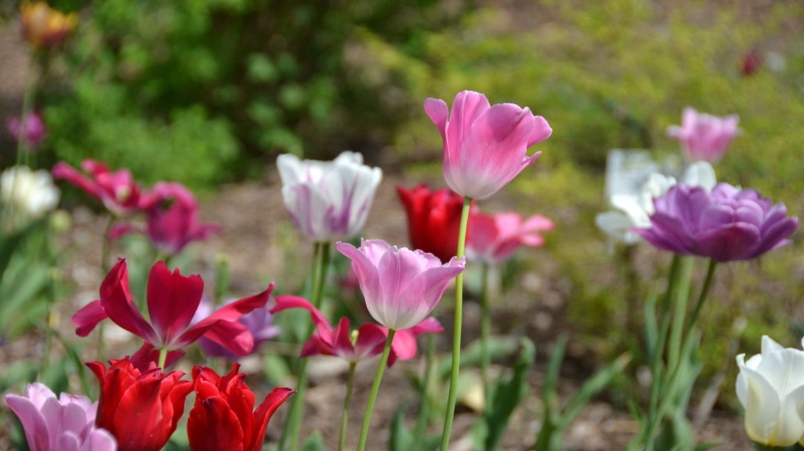 Galeria zdjęć kwiatów przesadzonych z Cytadeli do Ogrodu Botanicznego