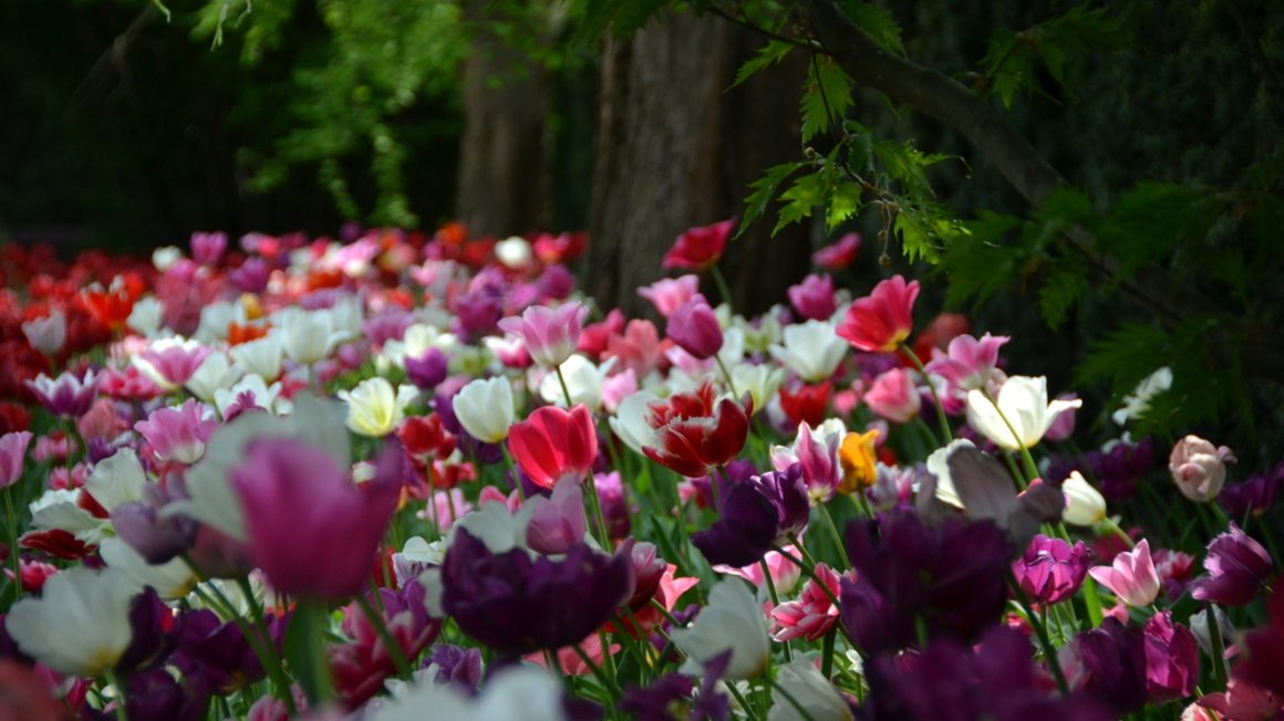 Galeria zdjęć kwiatów przesadzonych z Cytadeli do Ogrodu Botanicznego