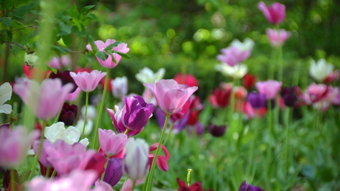 Galeria zdjęć kwiatów przesadzonych z Cytadeli do Ogrodu Botanicznego