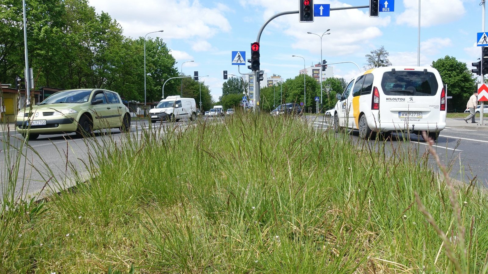 Galeria zdjęć przedstawia łąki pokryte trawa i kwiatami. Tutaj akurat zielona przestrzeń znajduje się przy drodze, po której jeżdżą samochody.