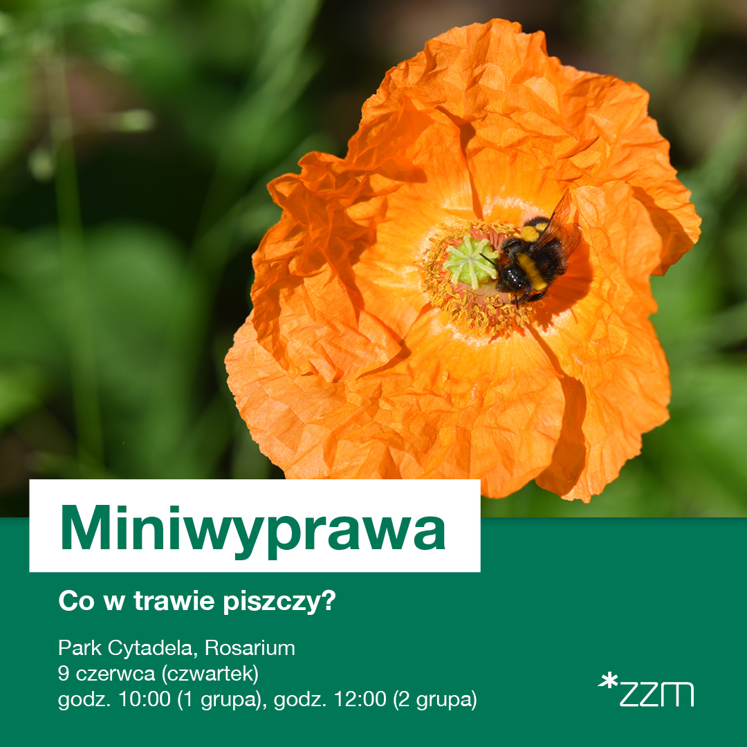 Grafika przedstawia - grafika rozmowy