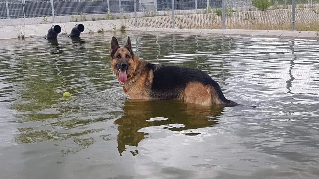 Na zdjęciu widać psa w basenie.