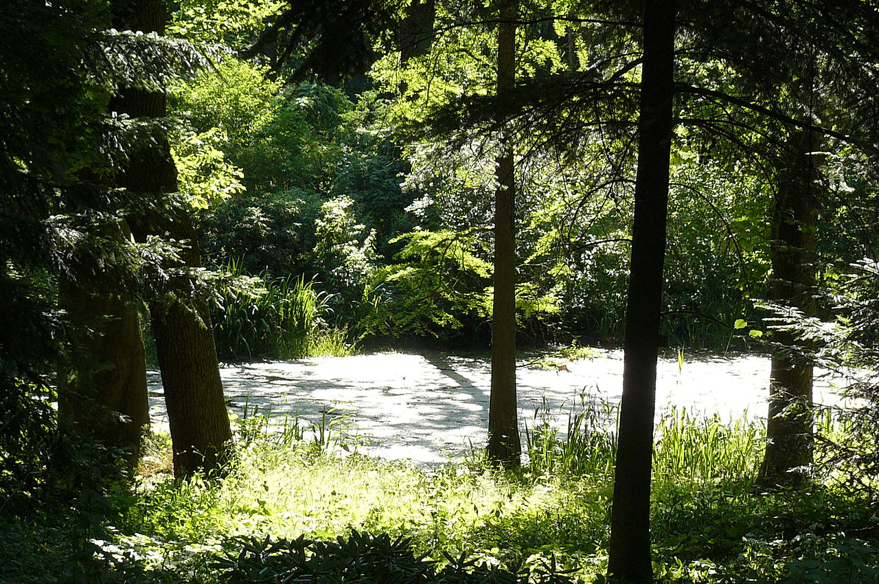 Na zdjęciu park: widać drzewa i staw - grafika rozmowy