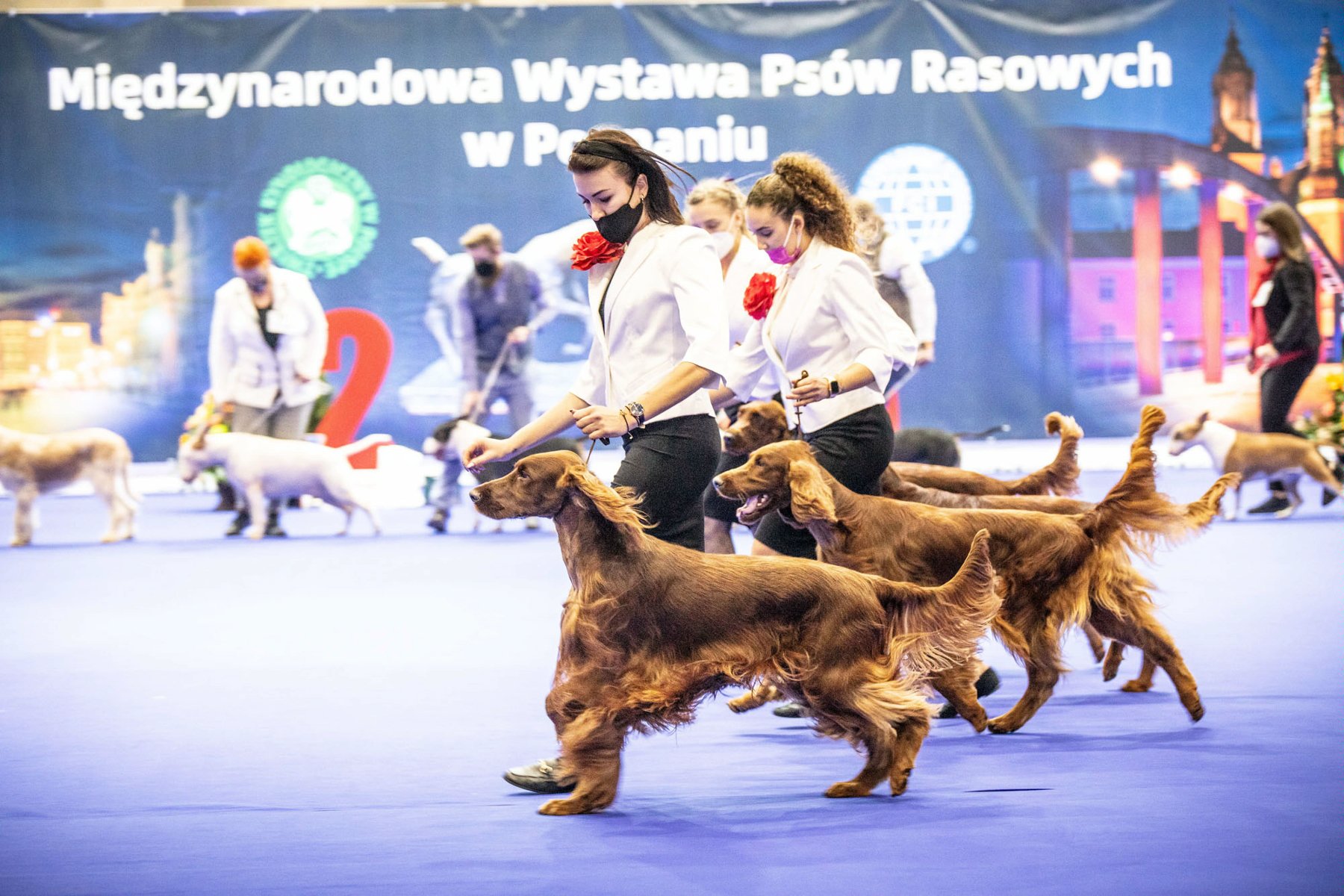 Galeria zdjęć przedstawia rasowe psy wraz z opiekunami. - grafika rozmowy