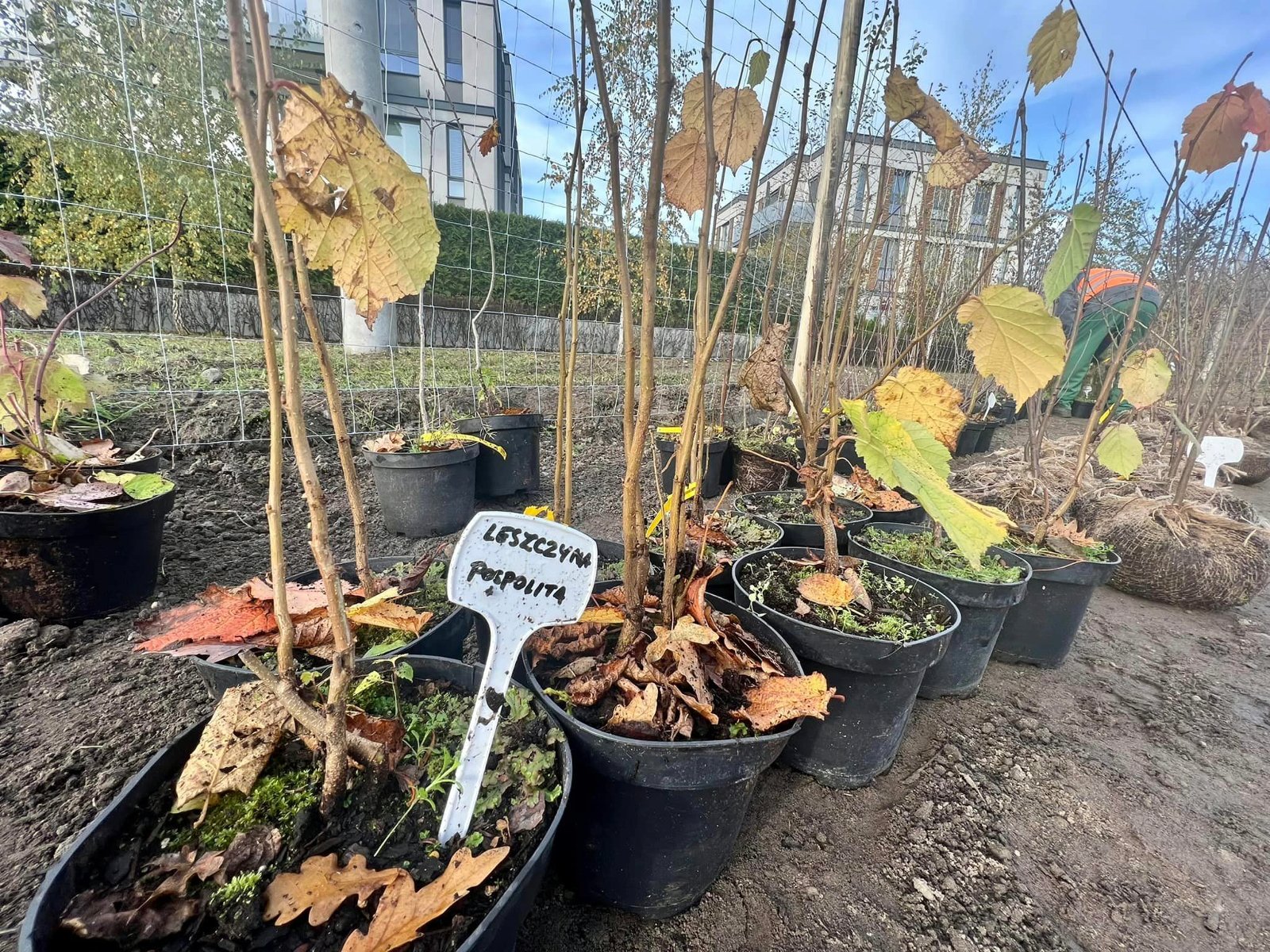 Galeria zdjęć przedstawiająca sadzonki drzew przygotowane do posadzenia w lesie kieszonkowym - grafika rozmowy